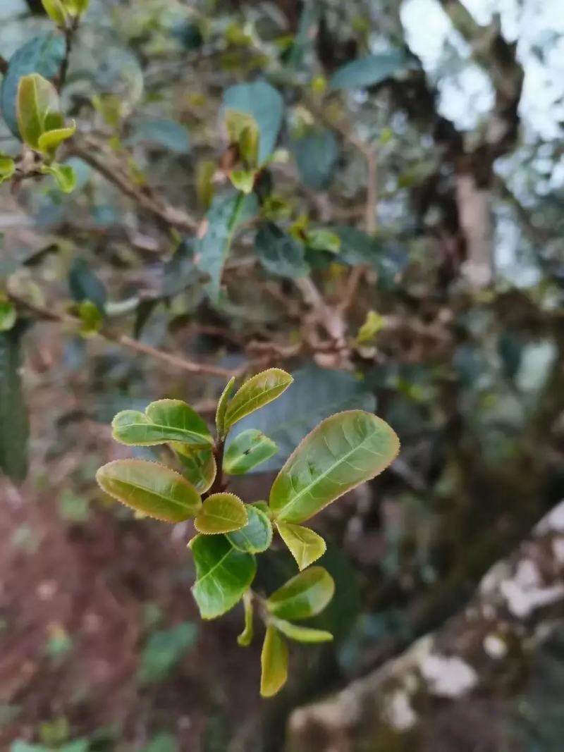 普洱茶