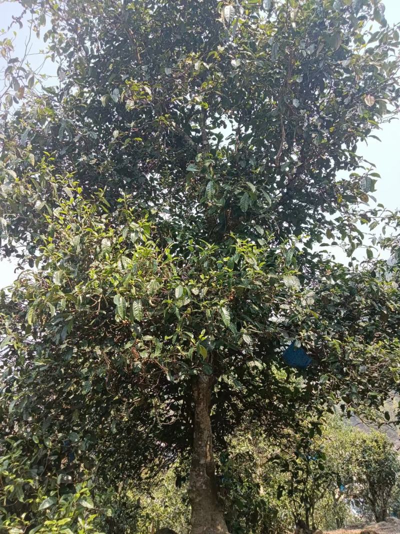 普洱茶