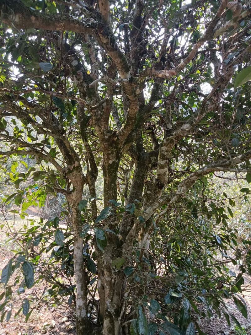 普洱茶