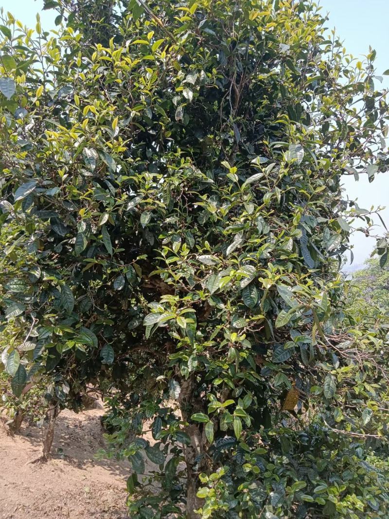 普洱茶
