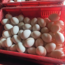 散黄蛋，蛋液，喂养狐狸，貂，养猪饲料界**，
