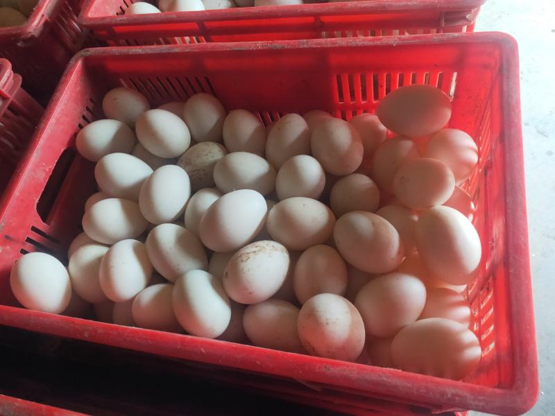 散黄蛋，蛋液，喂养狐狸，貂，养猪饲料界**，