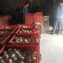 鲜鸭蛋农村特产，80克左右，诚信第一，货真价实，靠谱