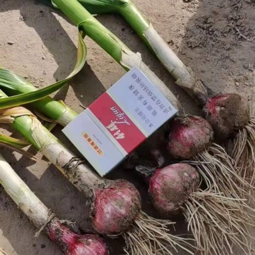 郑州中牟县露天红皮苗蒜50公分以上大量上市中