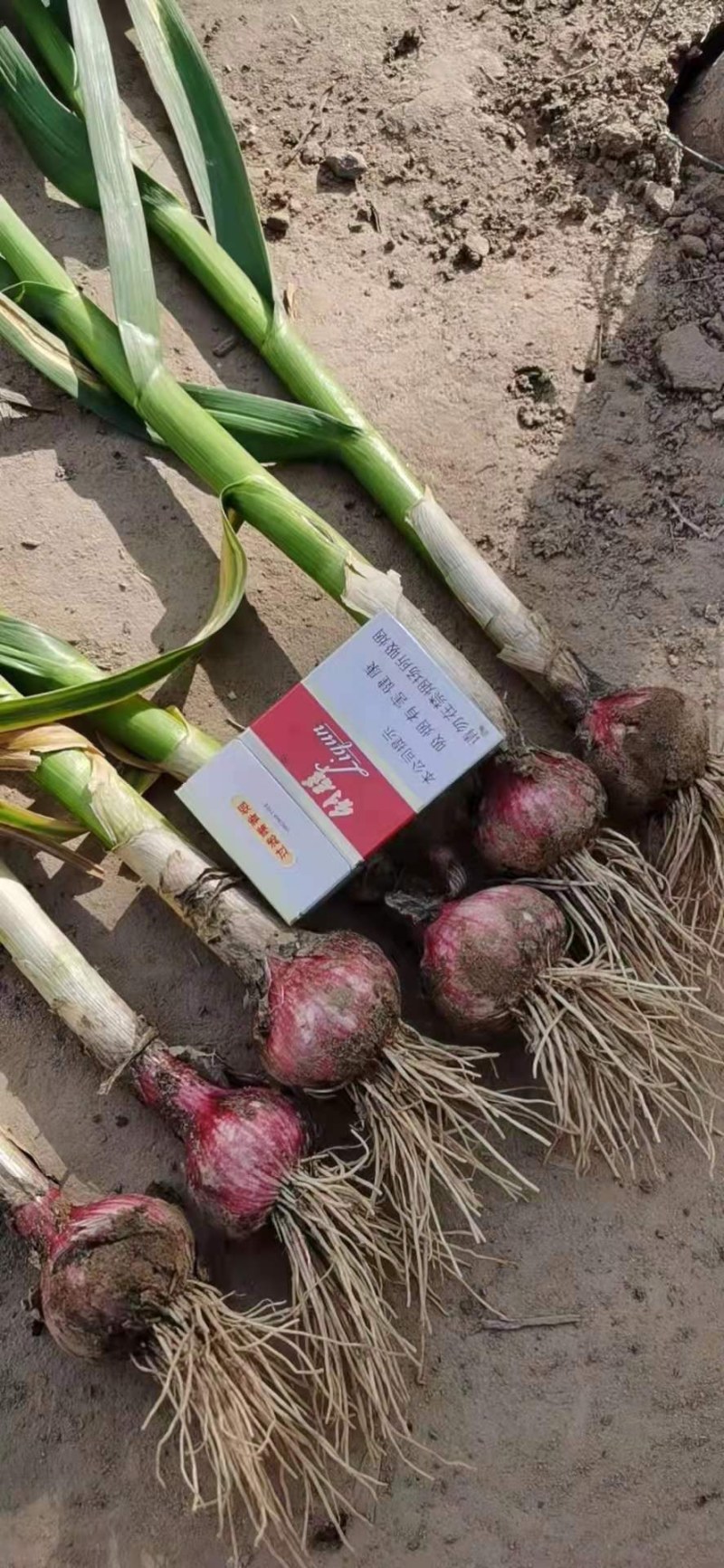 郑州中牟县露天红皮苗蒜50公分以上大量上市中