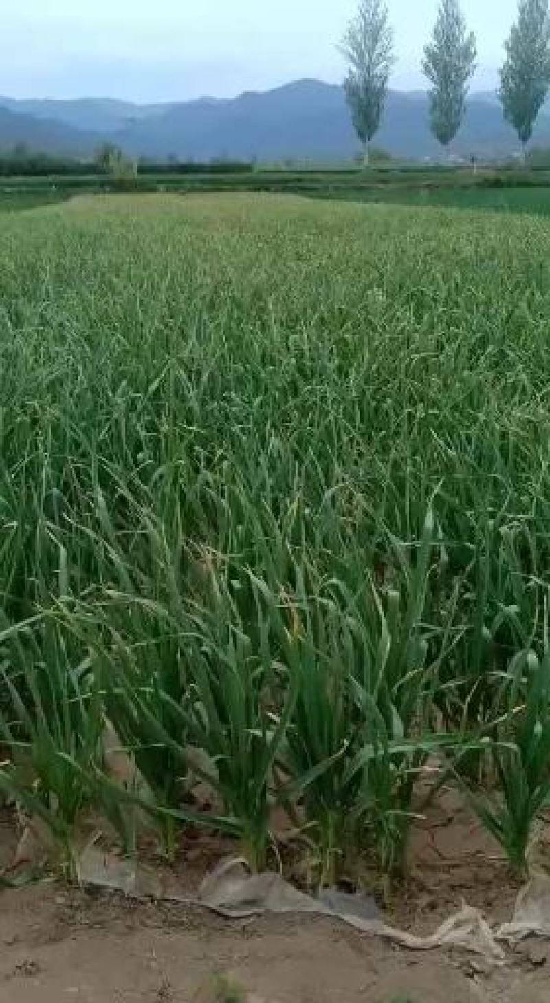 红根蒜苗