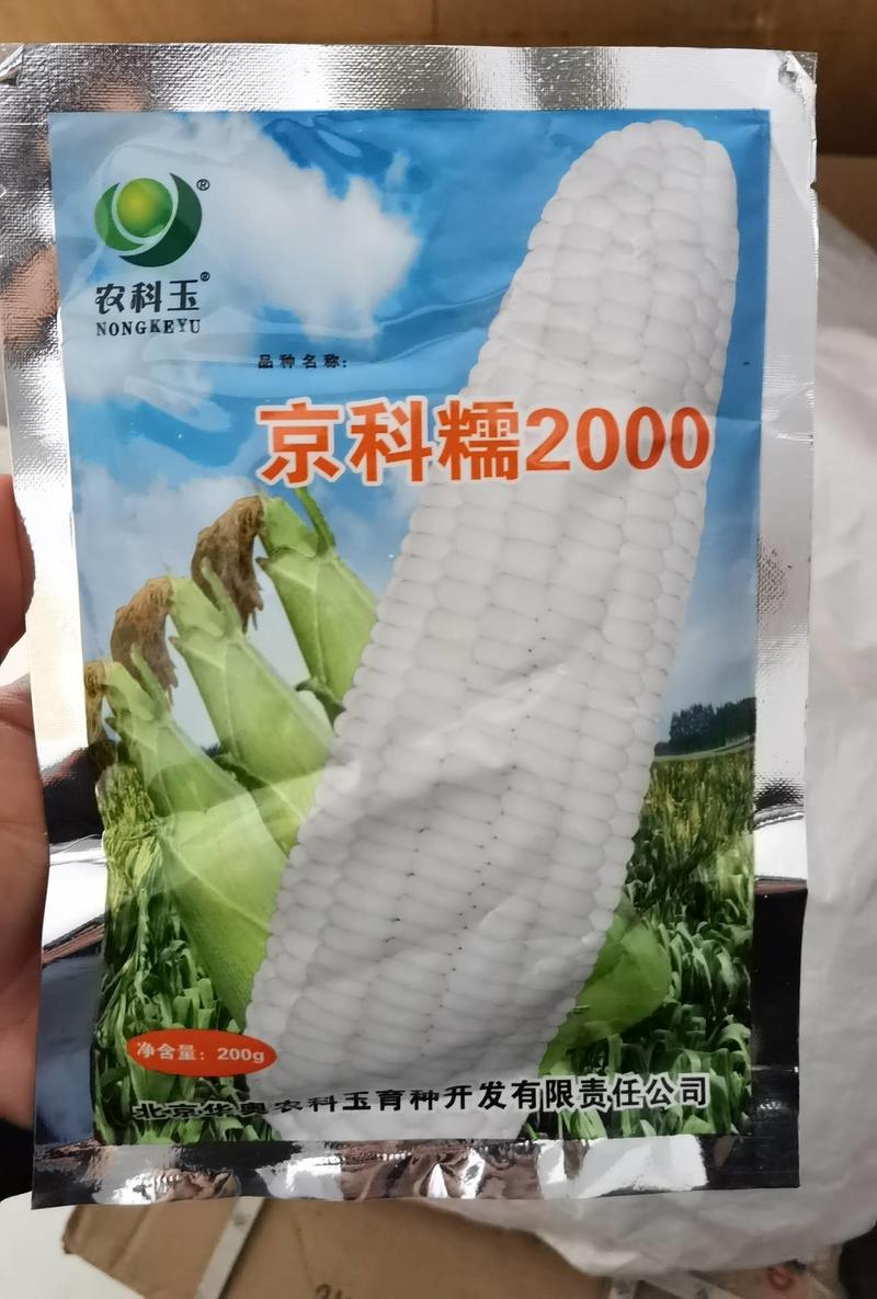 京科糯2000糯玉米种子早熟甜糯玉米大棒散装糯玉米种子