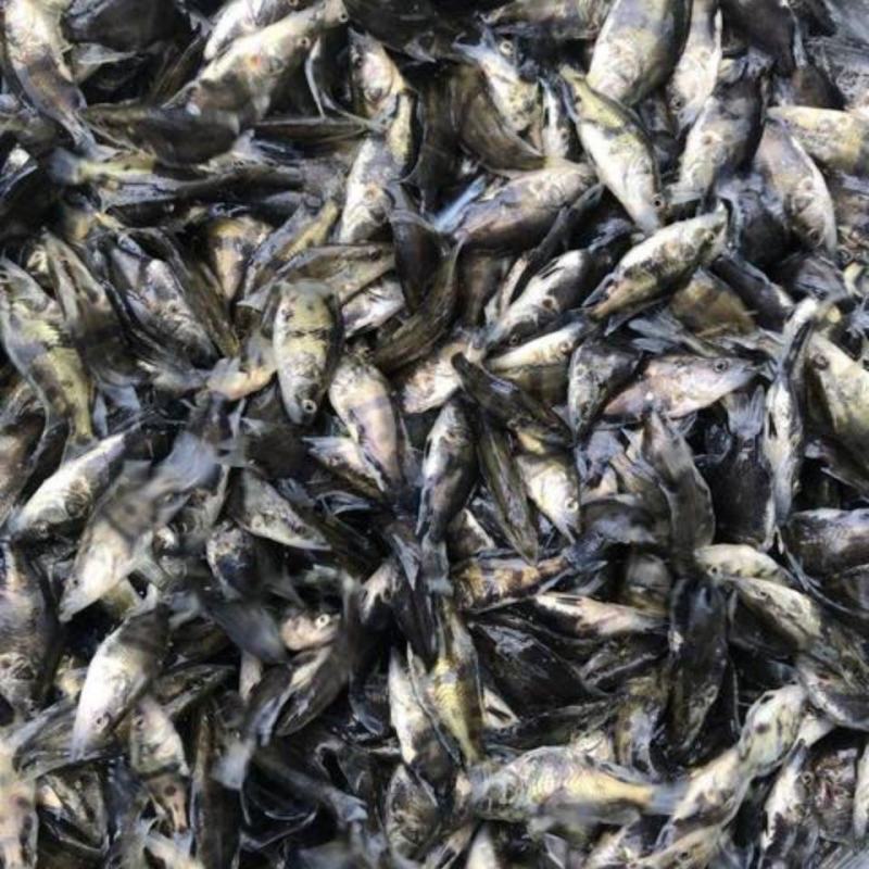 桂花鱼苗桂鱼苗淡水养殖桂花鱼鳜鱼苗鲑鱼苗硅鱼桂鱼鳌花鱼季