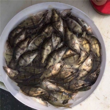 桂花鱼苗桂鱼苗淡水养殖桂花鱼鳜鱼苗鲑鱼苗硅鱼桂鱼鳌花鱼季
