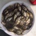 桂花鱼苗桂鱼苗淡水养殖桂花鱼鳜鱼苗鲑鱼苗硅鱼桂鱼鳌花鱼季