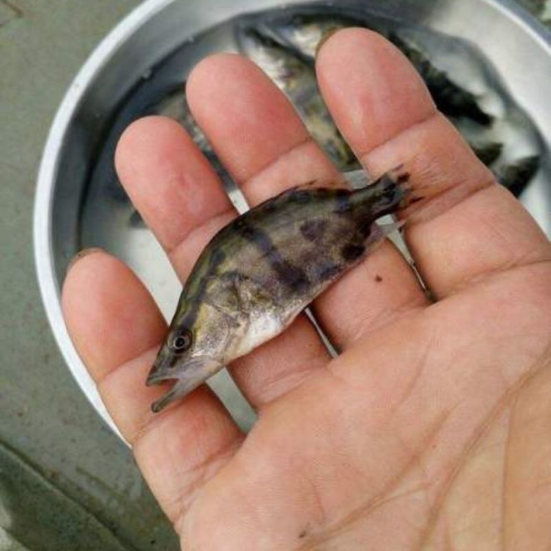 桂花鱼苗桂鱼苗淡水养殖桂花鱼鳜鱼苗鲑鱼苗硅鱼桂鱼鳌花鱼季
