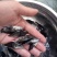 桂花鱼苗桂鱼苗淡水养殖桂花鱼鳜鱼苗鲑鱼苗硅鱼桂鱼鳌花鱼季