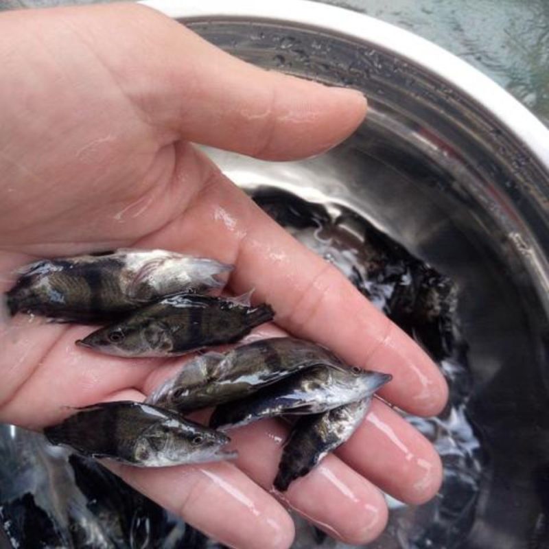 桂花鱼苗桂鱼苗淡水养殖桂花鱼鳜鱼苗鲑鱼苗硅鱼桂鱼鳌花鱼季