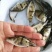 桂花鱼苗桂鱼苗淡水养殖桂花鱼鳜鱼苗鲑鱼苗硅鱼桂鱼鳌花鱼季