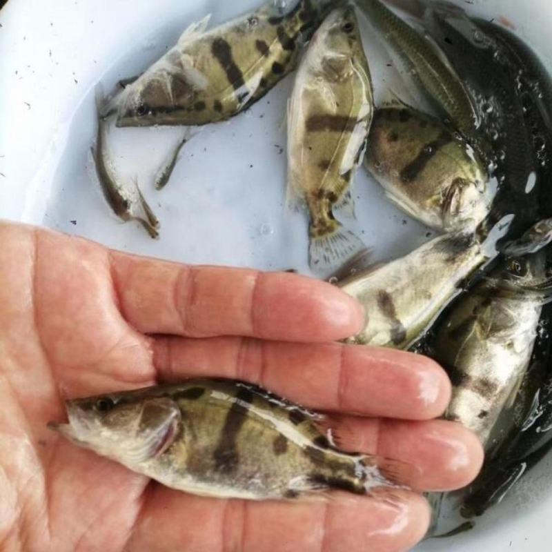 桂花鱼苗桂鱼苗淡水养殖桂花鱼鳜鱼苗鲑鱼苗硅鱼桂鱼鳌花鱼季