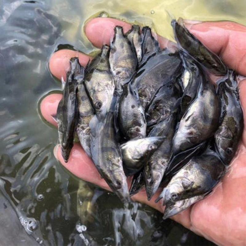 桂花鱼苗桂鱼苗淡水养殖桂花鱼鳜鱼苗鲑鱼苗硅鱼桂鱼鳌花鱼季
