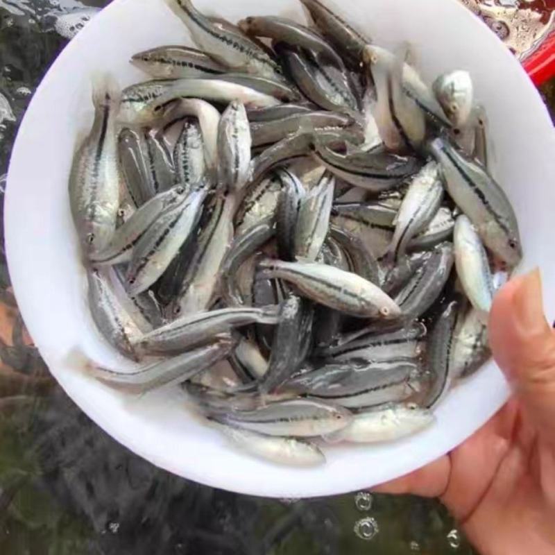 淡水鲈鱼苗优质加州鲈鱼苗大口黑鲈路亚鱼活体包