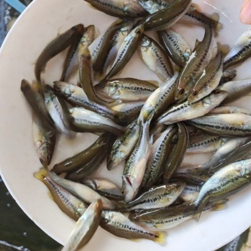 淡水鲈鱼苗优质加州鲈鱼苗大口黑鲈路亚鱼活体包