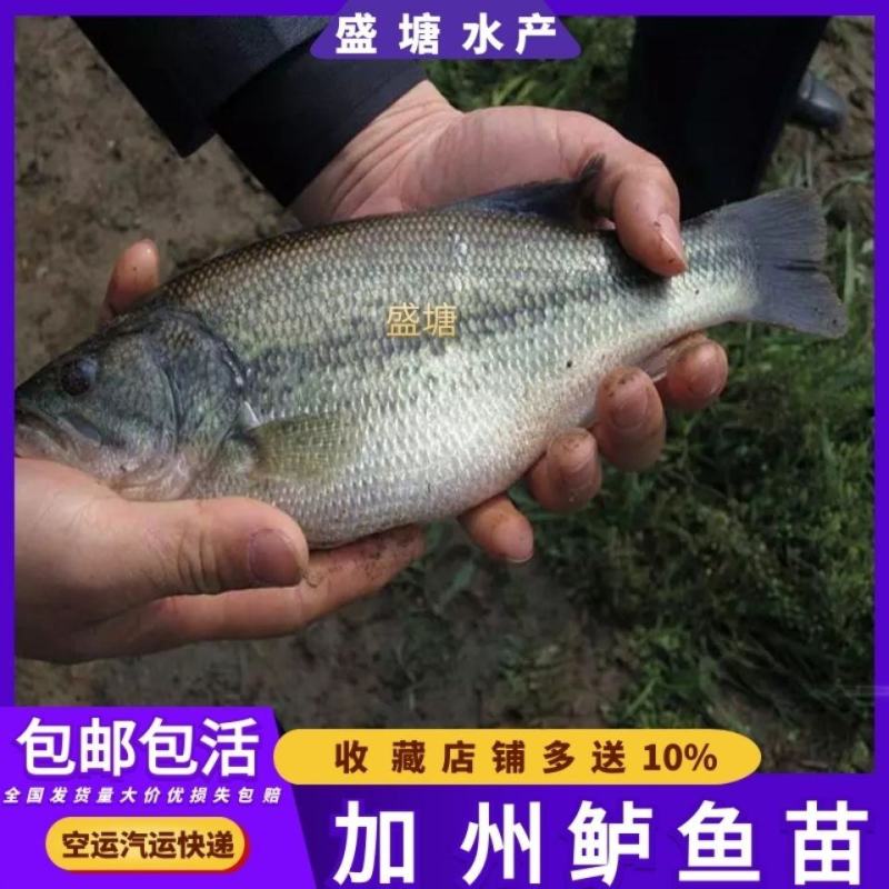 淡水鲈鱼苗优质加州鲈鱼苗大口黑鲈路亚鱼活体包