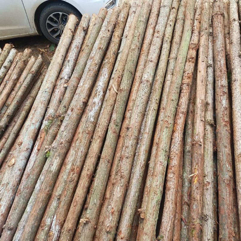 杉木杆供应