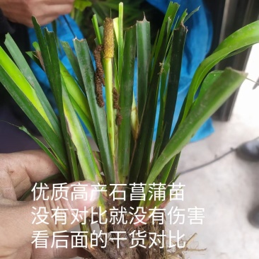 【冲量】中药材效益高石菖蒲种苗种植项目林下栽培提供技术