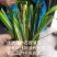 【冲量】中药材效益高石菖蒲种苗种植项目林下栽培提供技术