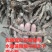 【冲量】中药材效益高石菖蒲种苗种植项目林下栽培提供技术