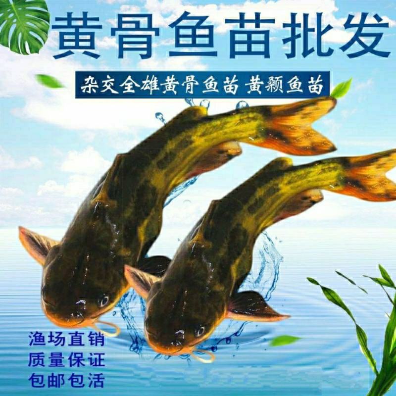 优质全雄黄颡鱼苗黄辣丁鱼苗黄骨鱼苗黄丫头淡水鱼苗