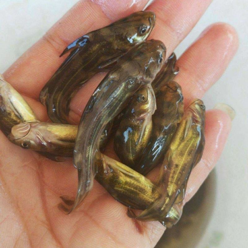 优质全雄黄颡鱼苗黄辣丁鱼苗黄骨鱼苗黄丫头淡水鱼苗