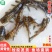 优质全雄黄颡鱼苗黄辣丁鱼苗黄骨鱼苗黄丫头淡水鱼苗