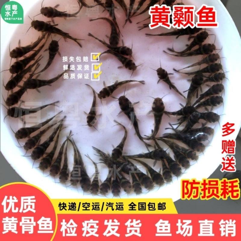 优质全雄黄颡鱼苗黄辣丁鱼苗黄骨鱼苗黄丫头淡水鱼苗
