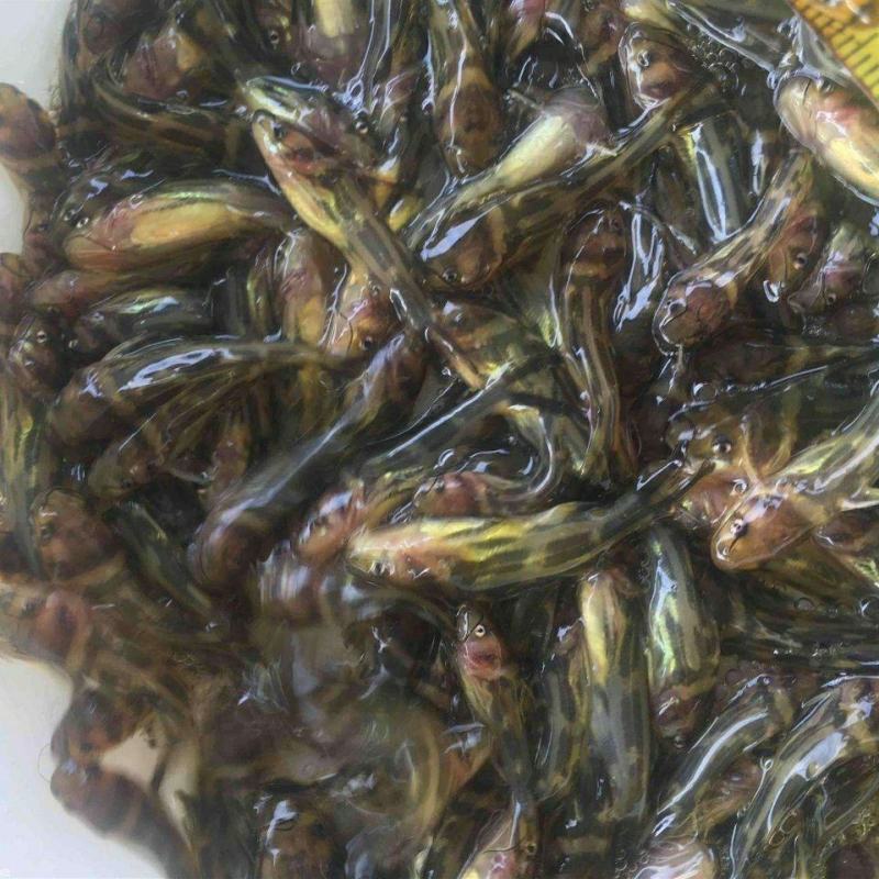 优质全雄黄颡鱼苗黄辣丁鱼苗黄骨鱼苗黄丫头淡水鱼苗