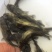 优质全雄黄颡鱼苗黄辣丁鱼苗黄骨鱼苗黄丫头淡水鱼苗