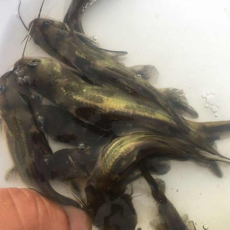 优质全雄黄颡鱼苗黄辣丁鱼苗黄骨鱼苗黄丫头淡水鱼苗