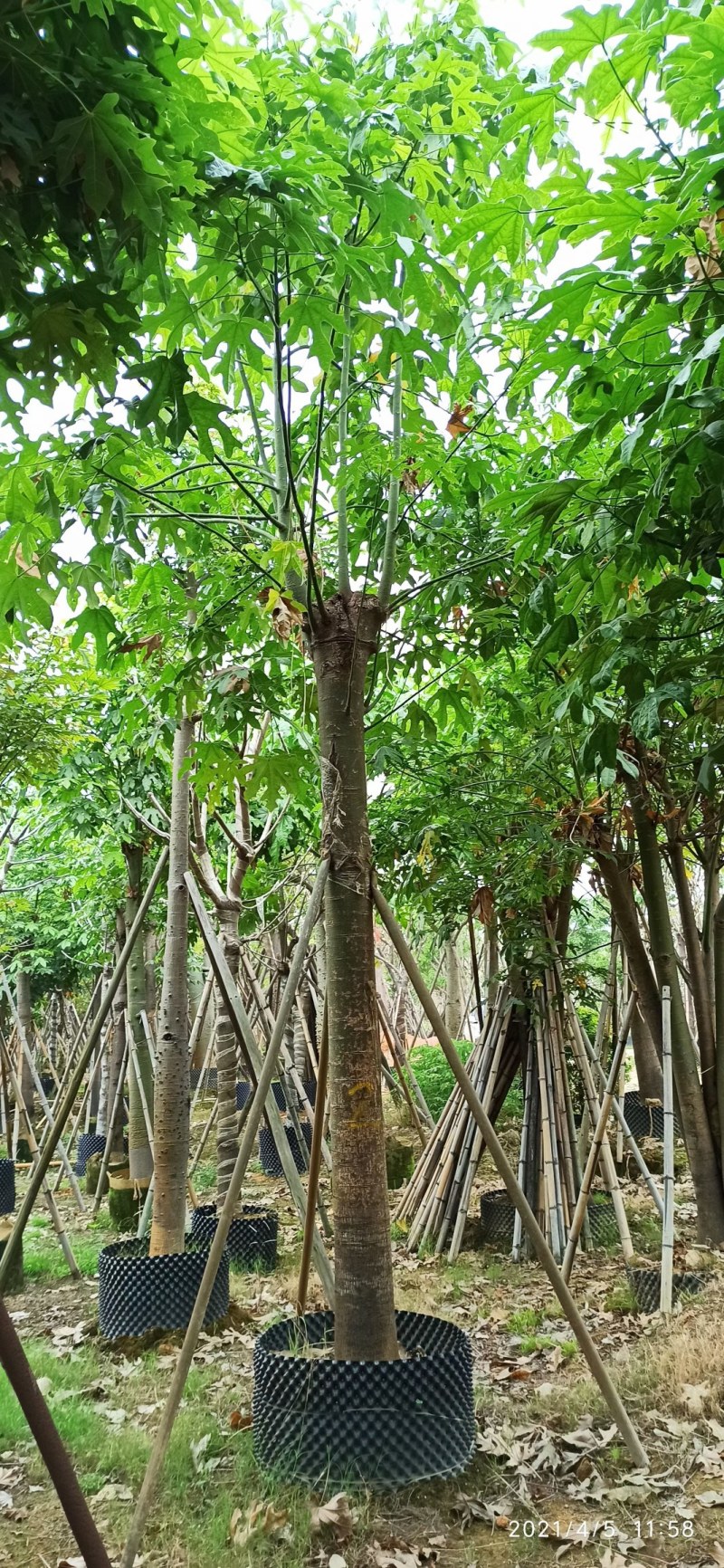 5-18公分澳洲火焰木槭叶酒瓶树