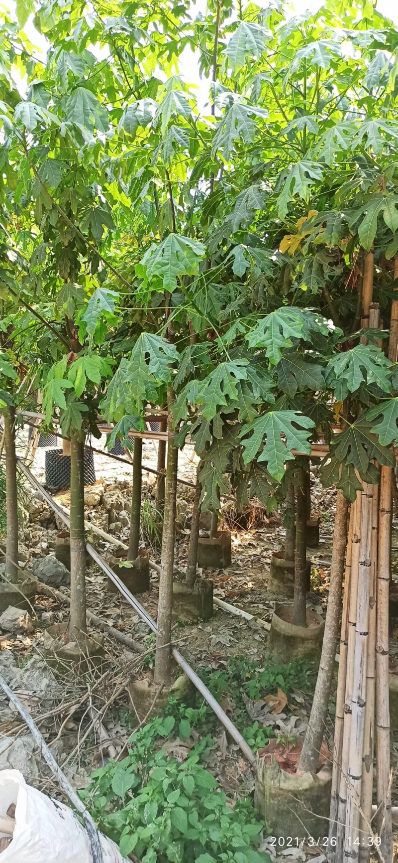 5-18公分澳洲火焰木槭叶酒瓶树