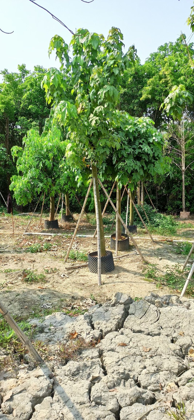 5-18公分澳洲火焰木槭叶酒瓶树