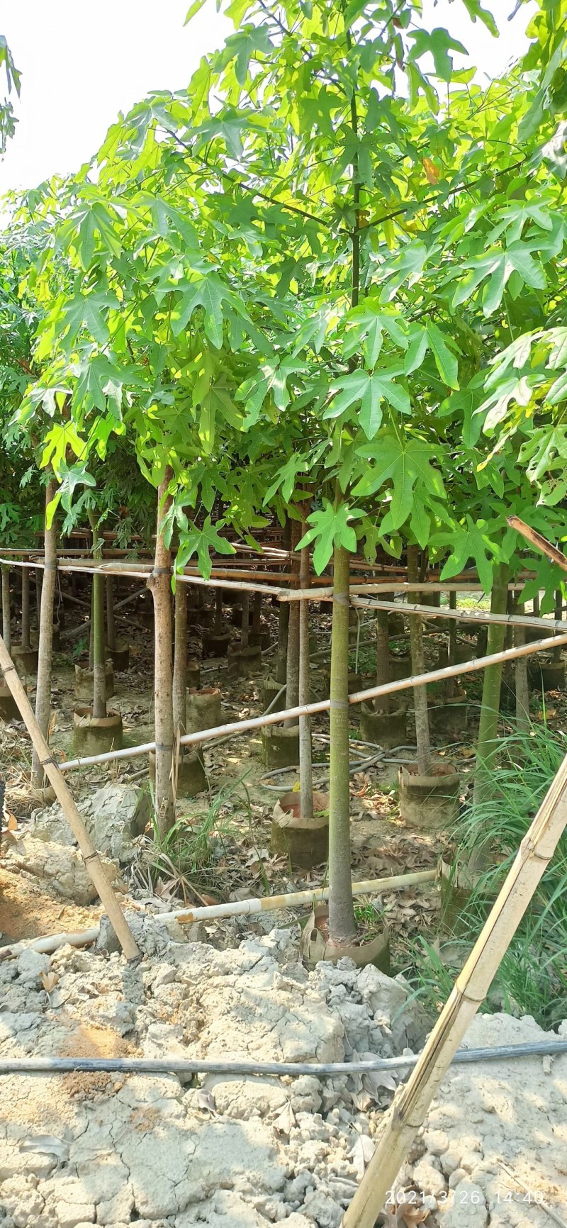 5-18公分澳洲火焰木槭叶酒瓶树