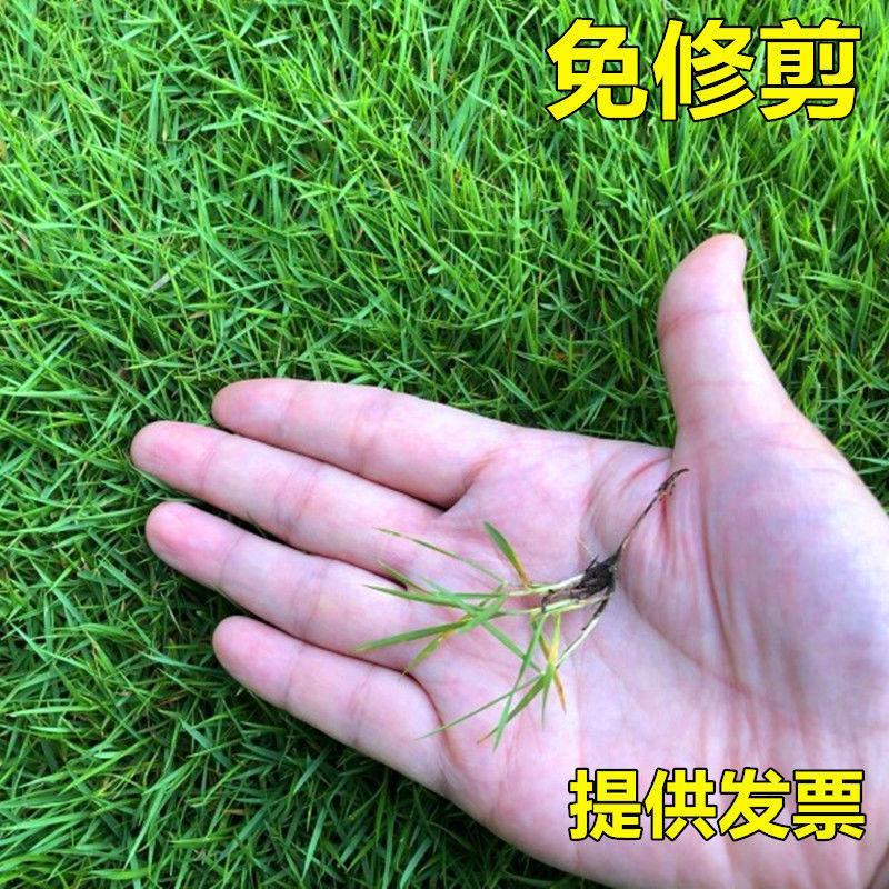 结缕草草坪种子矮生四季青草籽矮生耐践踏足球场