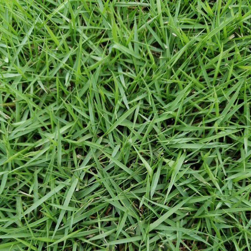 结缕草草坪种子矮生四季青草籽矮生耐践踏足球场