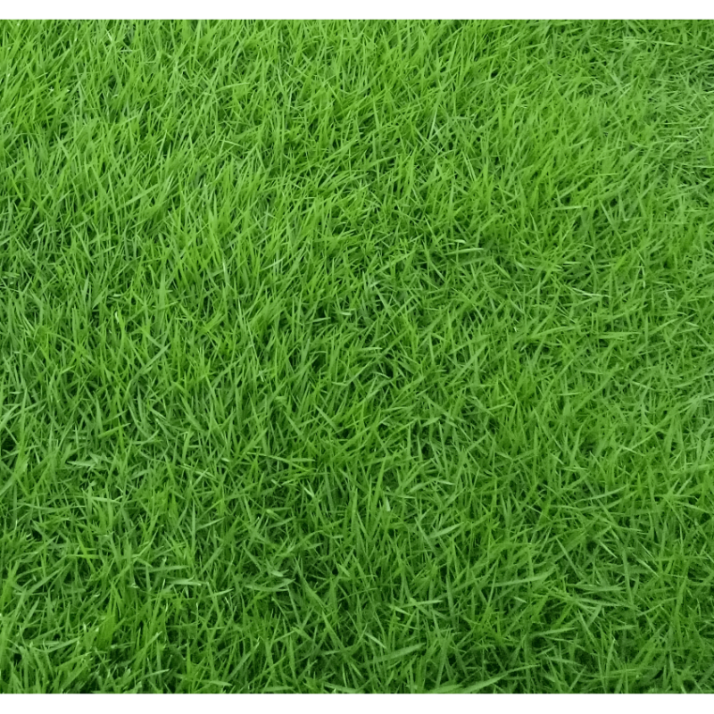 结缕草草坪种子矮生四季青草籽矮生耐践踏足球场
