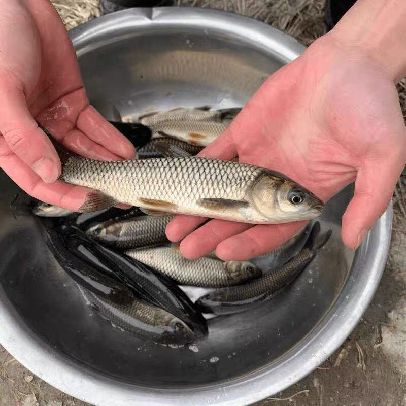 草鱼苗白鲩鱼苗草鱼鱼苗四大家鱼苗淡水包活到家