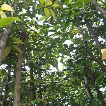 长期供应阴香3-4公分