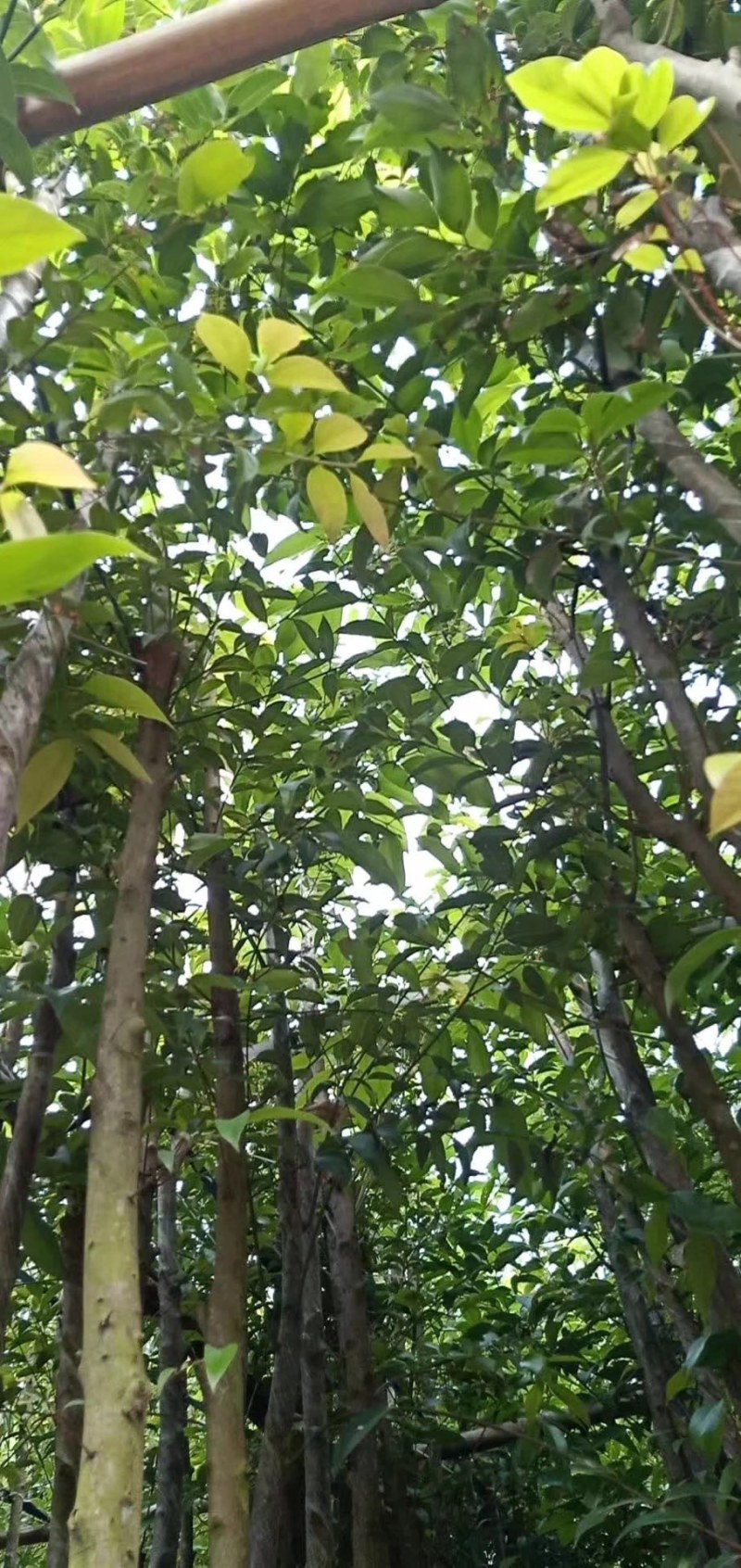 长期供应阴香3-4公分