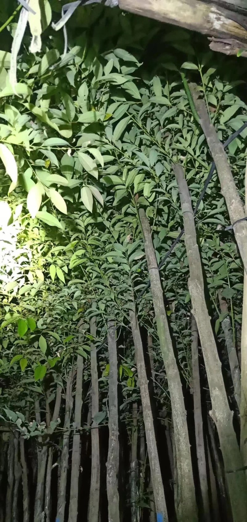 长期供应阴香3-4公分