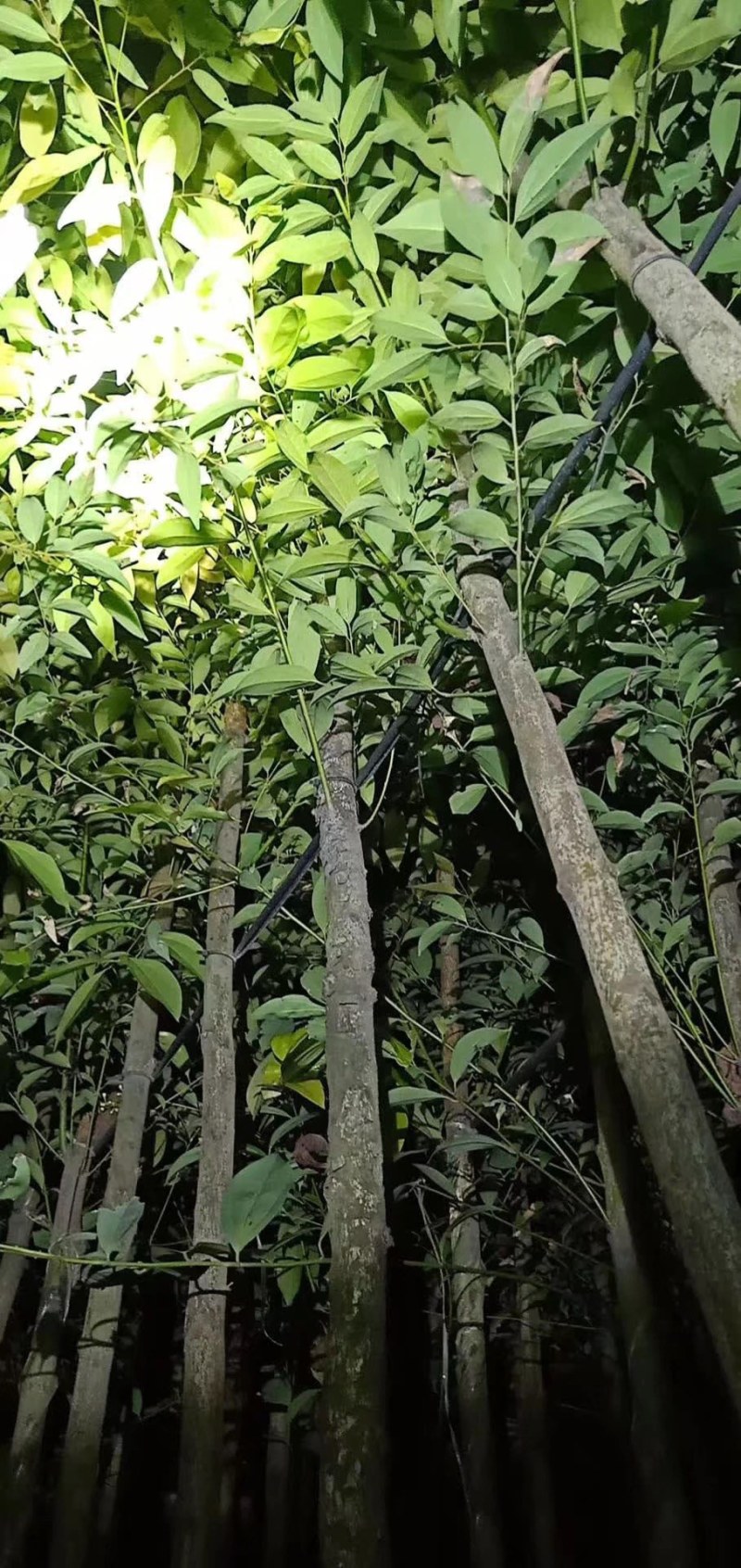 长期供应阴香3-4公分