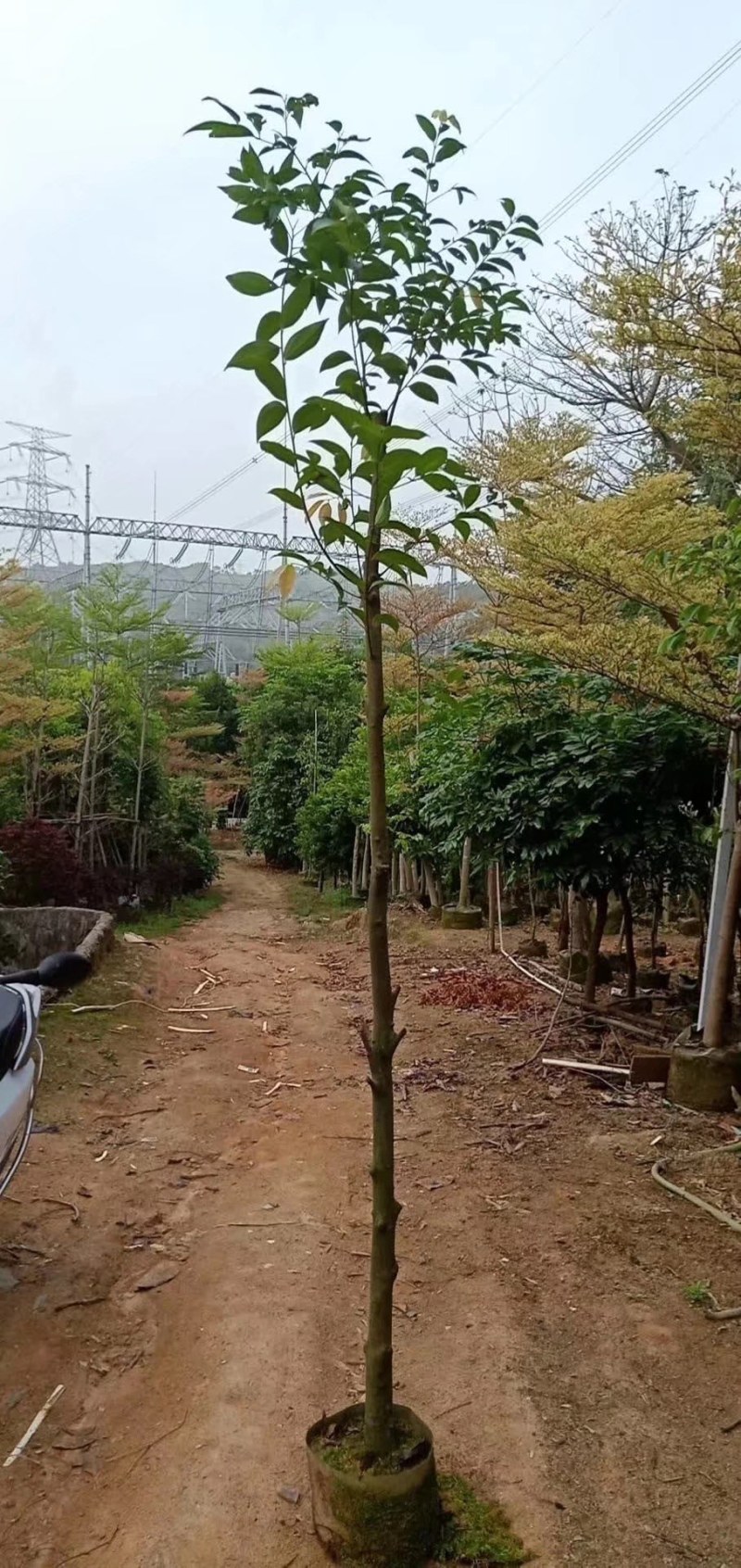 长期供应阴香3-4公分