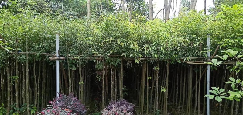 长期供应阴香3-4公分