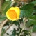 特价国宝金花茶冻干花
