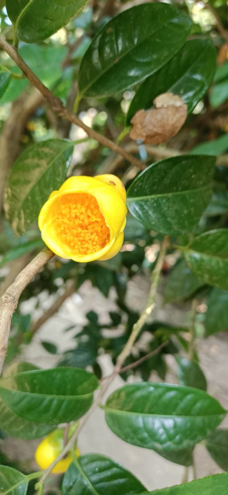 特价国宝金花茶冻干花